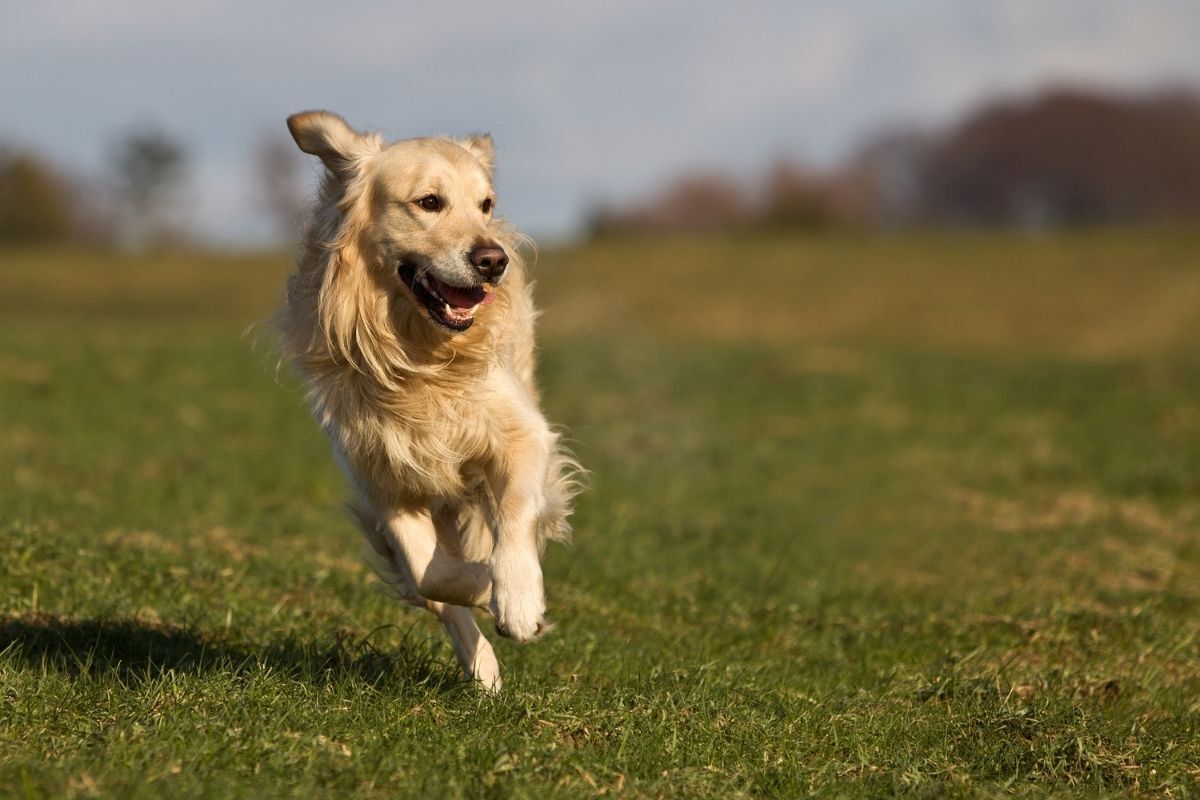 Cachorro amarelo correndo no gramado