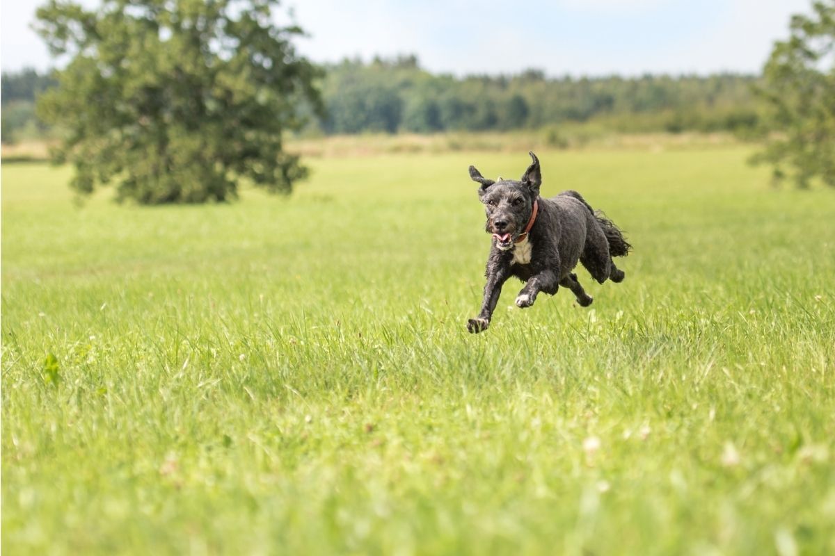 Cachorro preto bravo correndo no campo