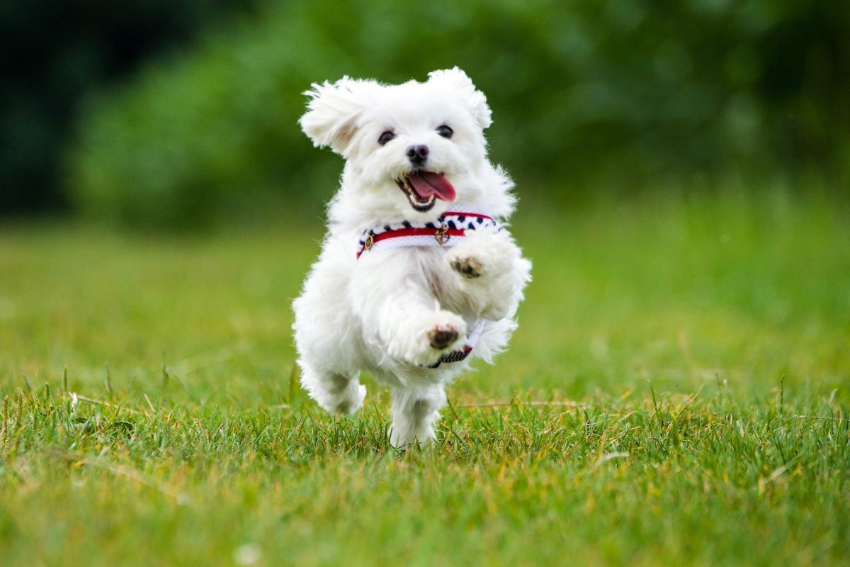 Cachorro branco correndo em um gramado