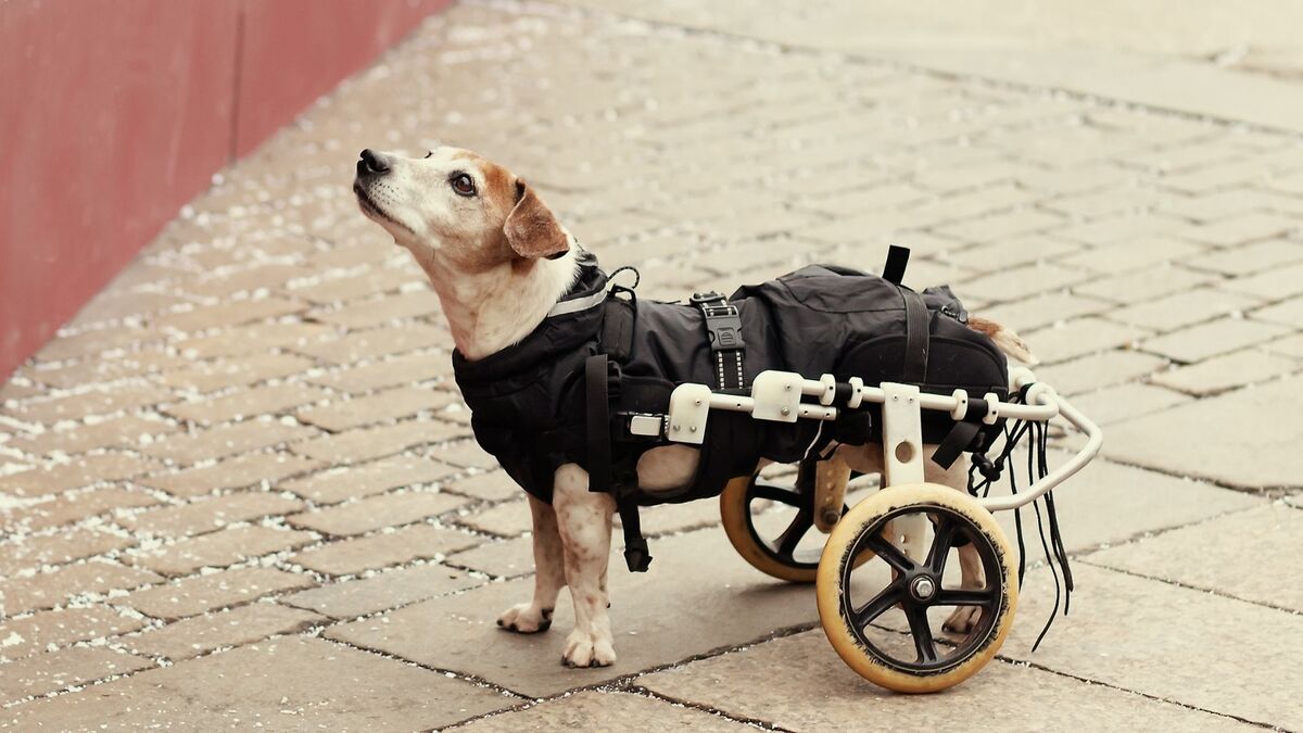 Cachorro de cadeira de roda.