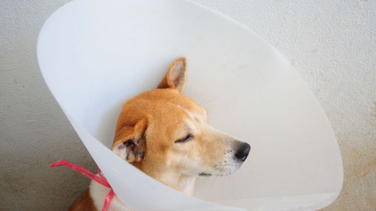 Cachorro com um cone na cabeça.