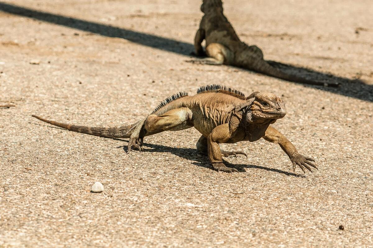 Iguana andando no chão.