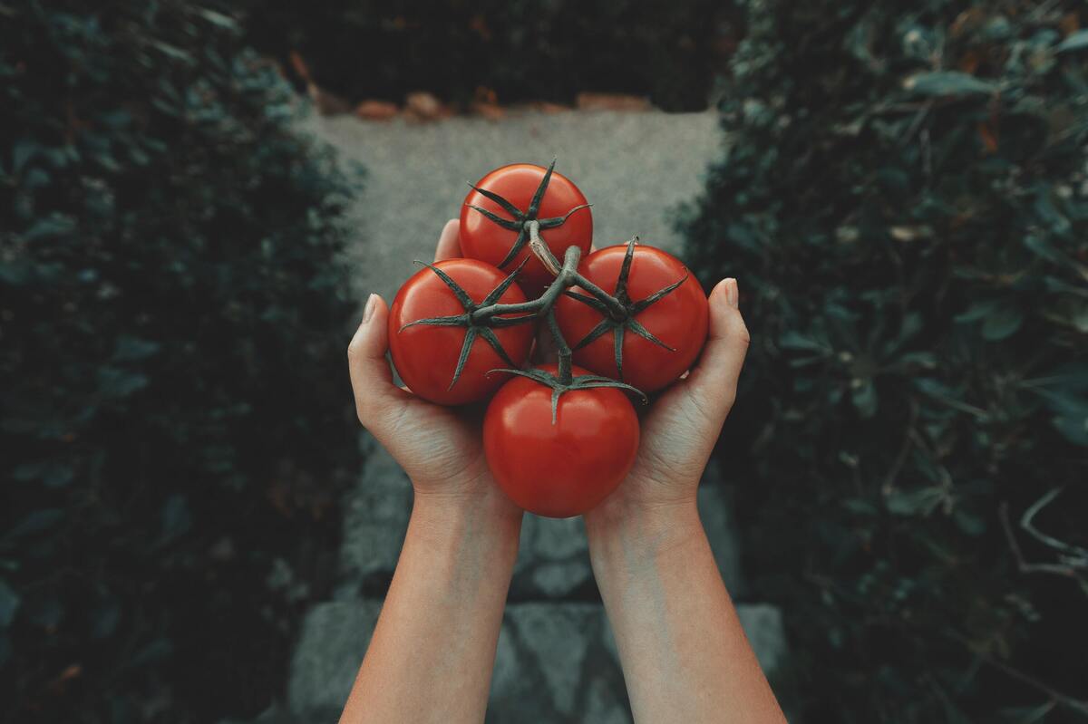 Mulher segurando quatro tomates.