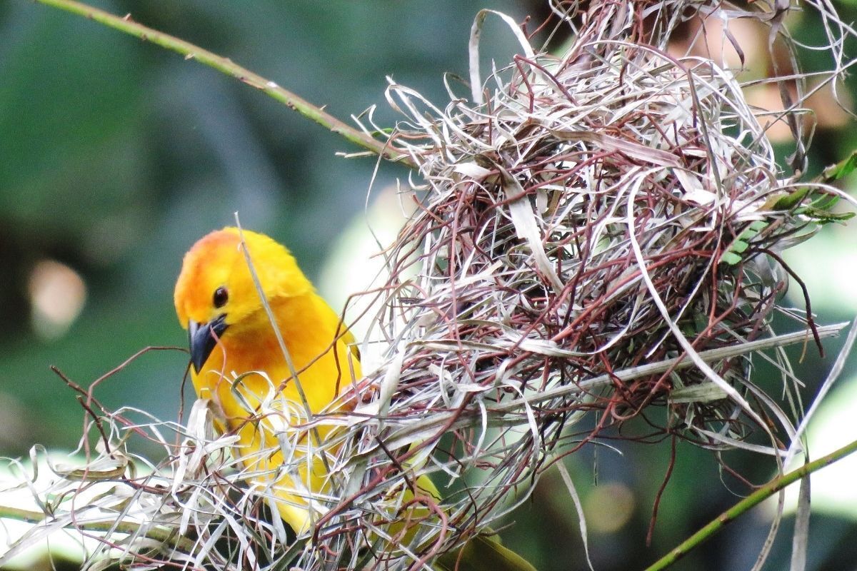 Passarinho amarelo em um ninho