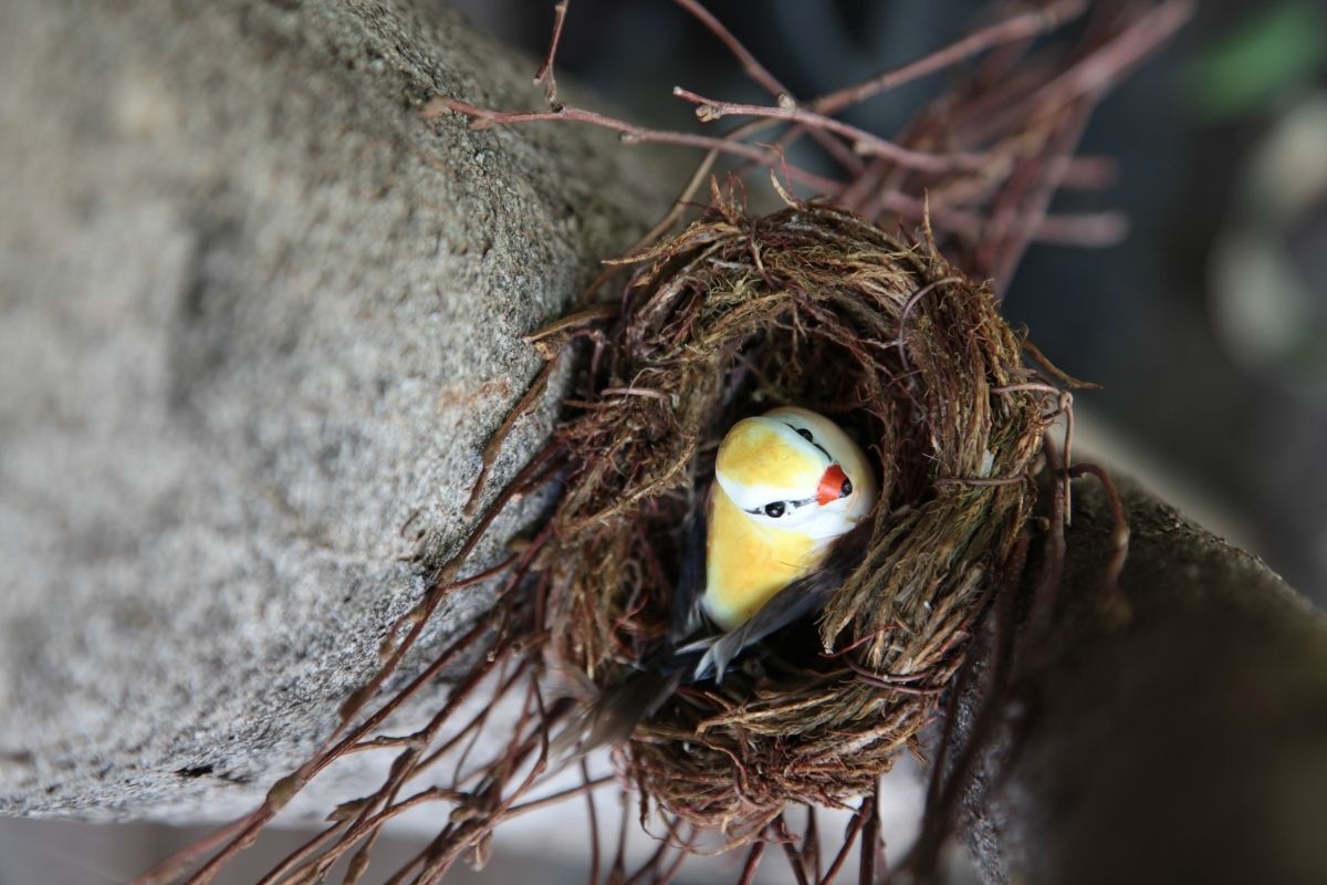 Passarinho amarelo e branco em um ninho