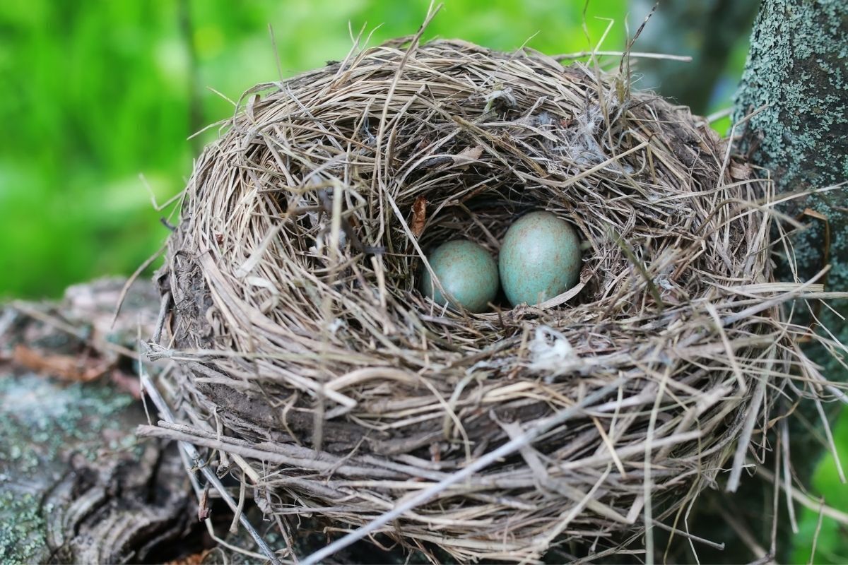 Ovos de passarinho em um ninho