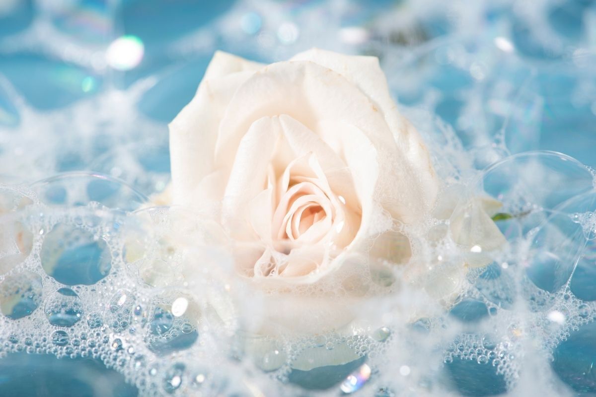 Foto de uma rosa branca com sabão, flutuando na água.