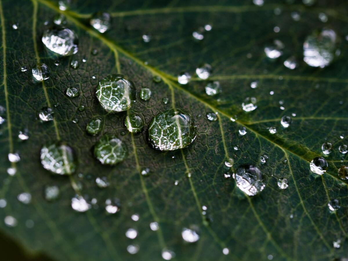 Pingos de chuva em uma folha.