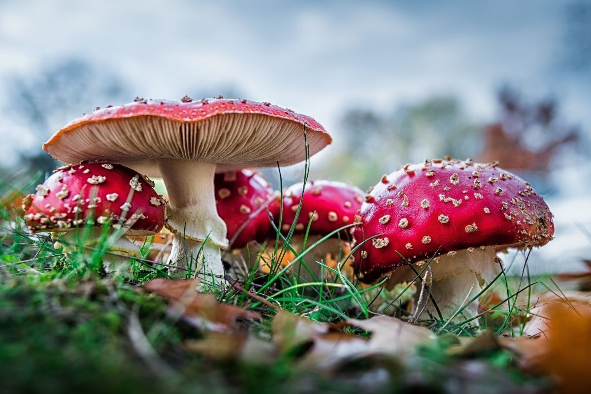 Cogumelos vermelhos