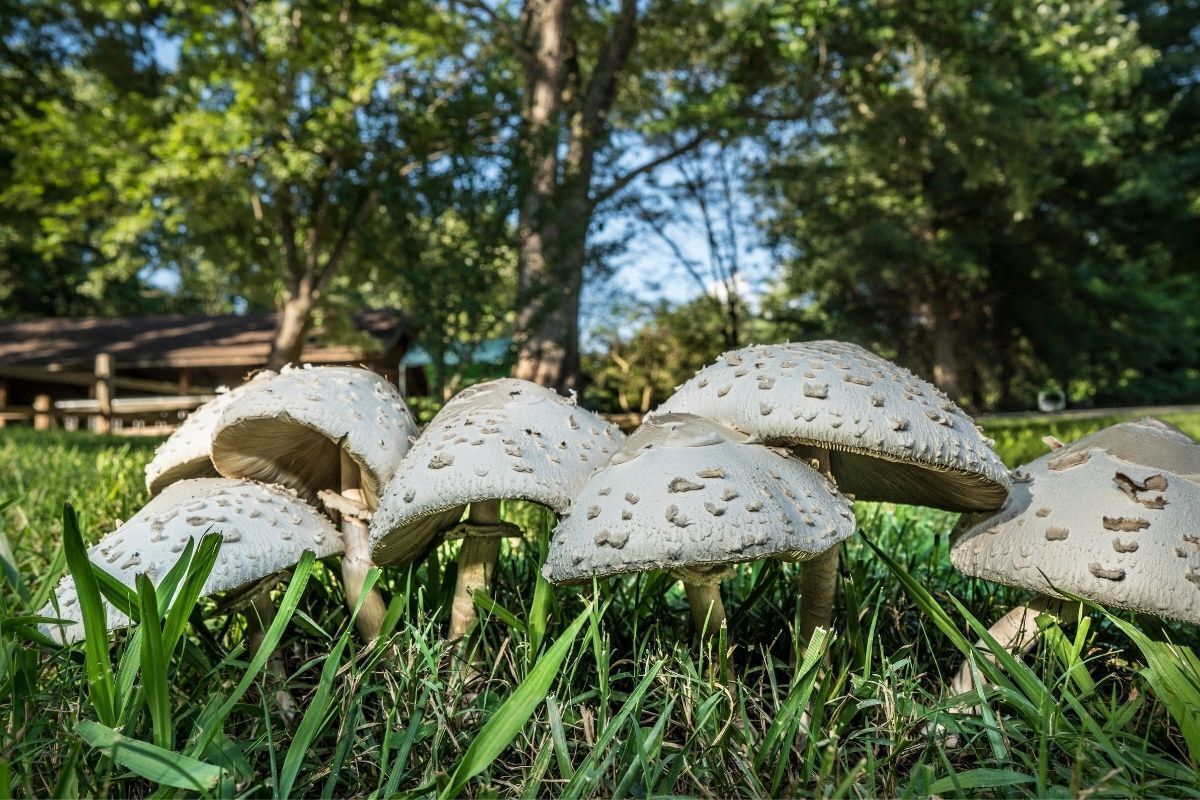 Vários cogumelos no jardim