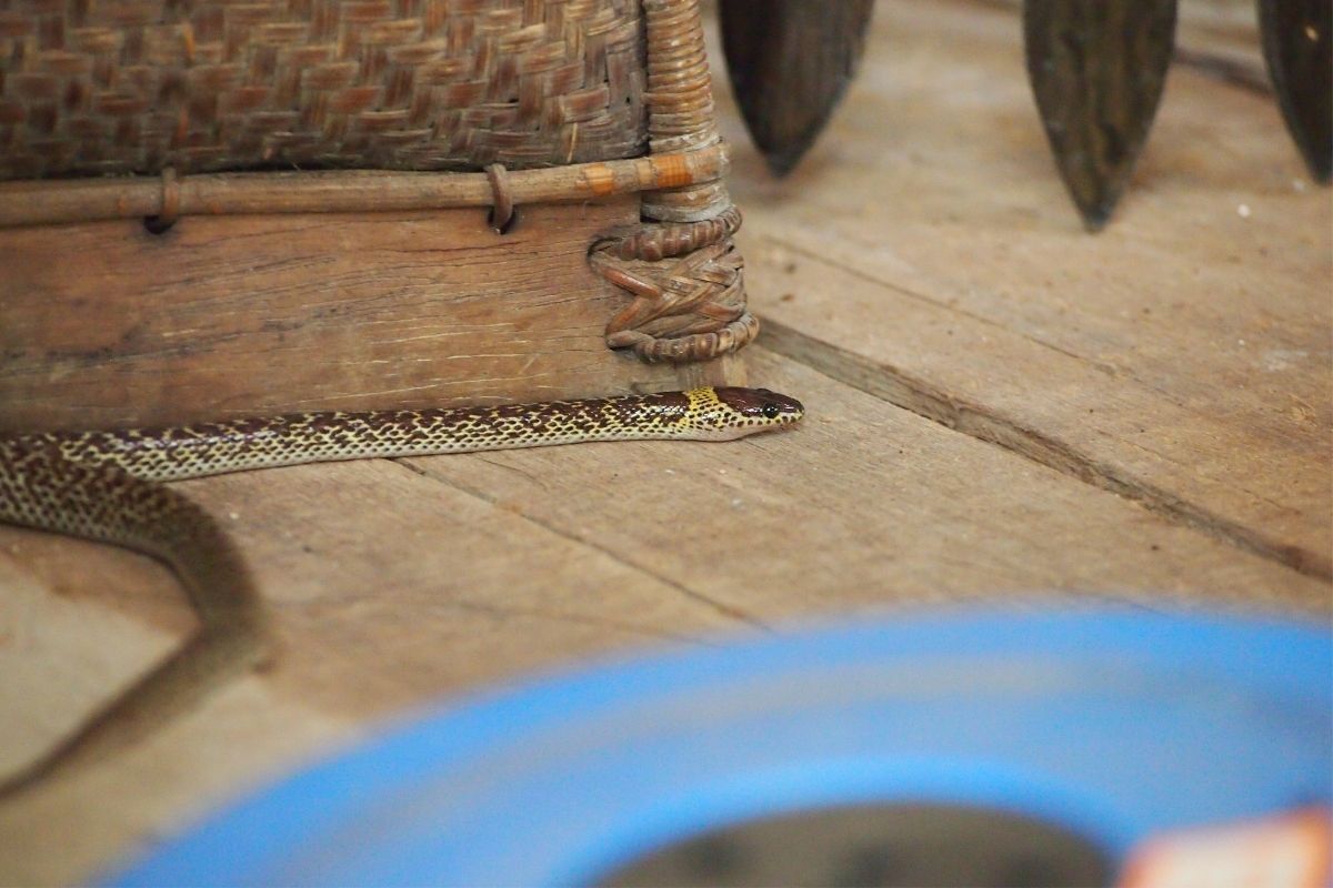 Cobra no chão de madeira da sala