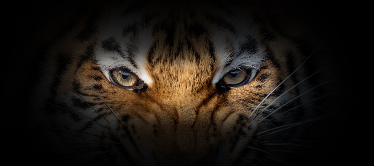 Olhos de tigre