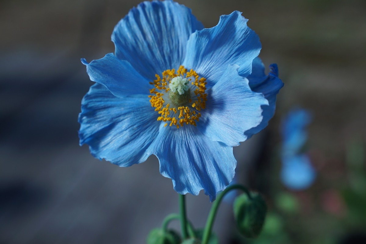 Flor de papoula da cor azul.