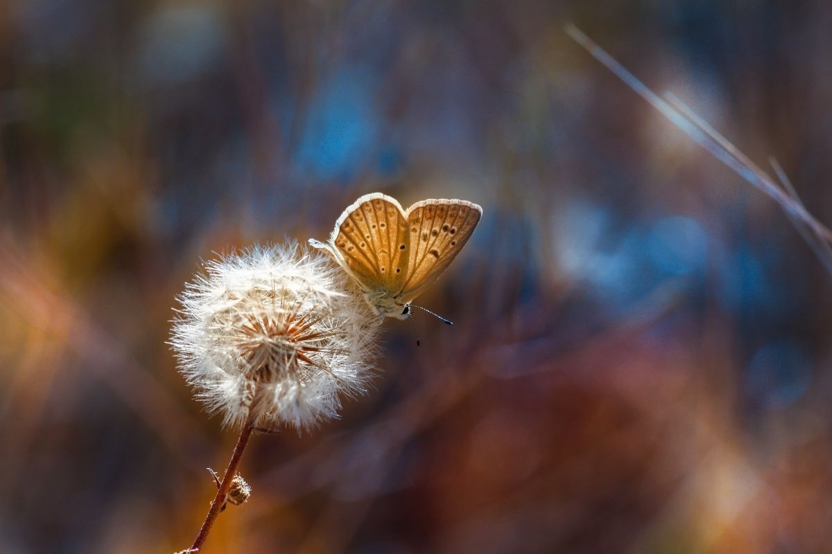 A sensibilidade de uma pessoa melancólica representada em uma foto por uma borboleta pousando na flor dente-de-leão