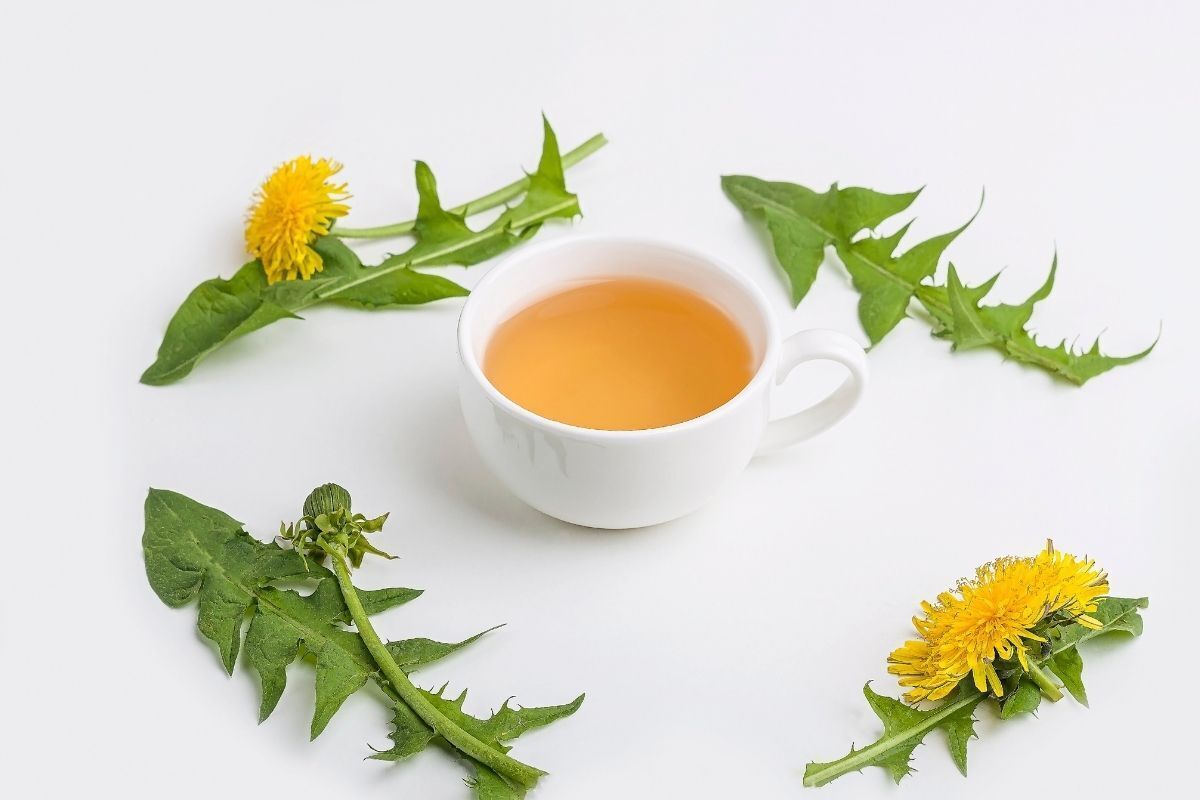 Fotografia com um chá diurético em uma xícara branca. A decoração bonita apresenta folhas e algumas plantas dente-de-leão ao seu redor.