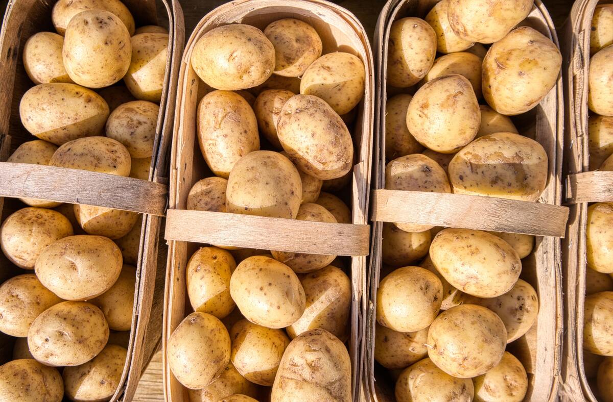 Cestas de batatas.