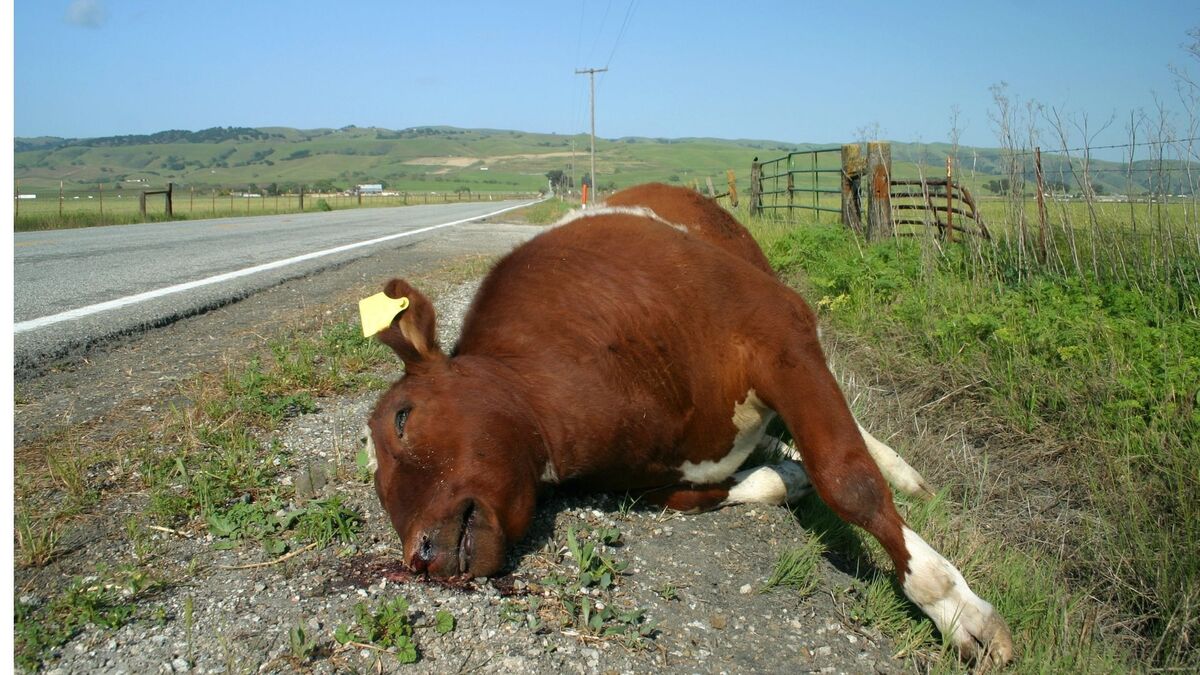 Vaca morta na estrada.