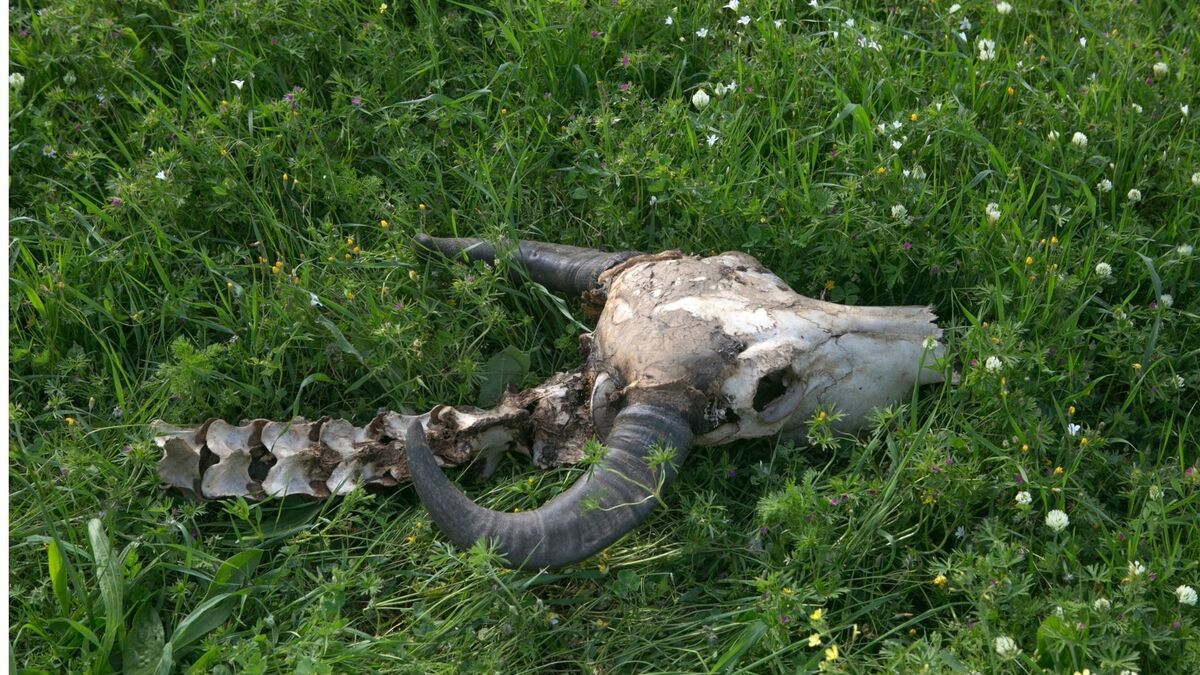 Esqueleto de uma vaca na grama.
