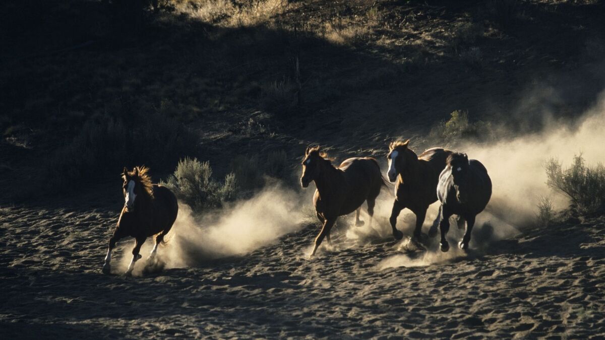 Vários cavalos correndo.