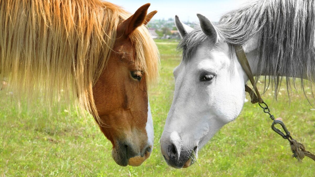Dois cavalos com as cabeças próximas.