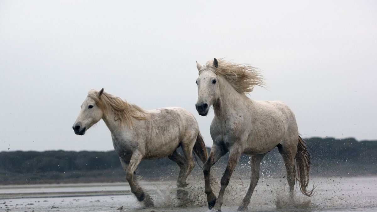 Dois cavalos correndo.
