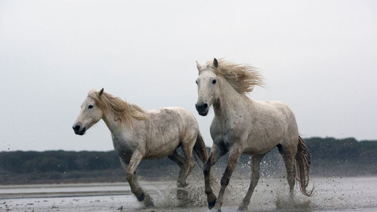 → Sonhar Com Cavalo - Descubra os Significados e Previsões