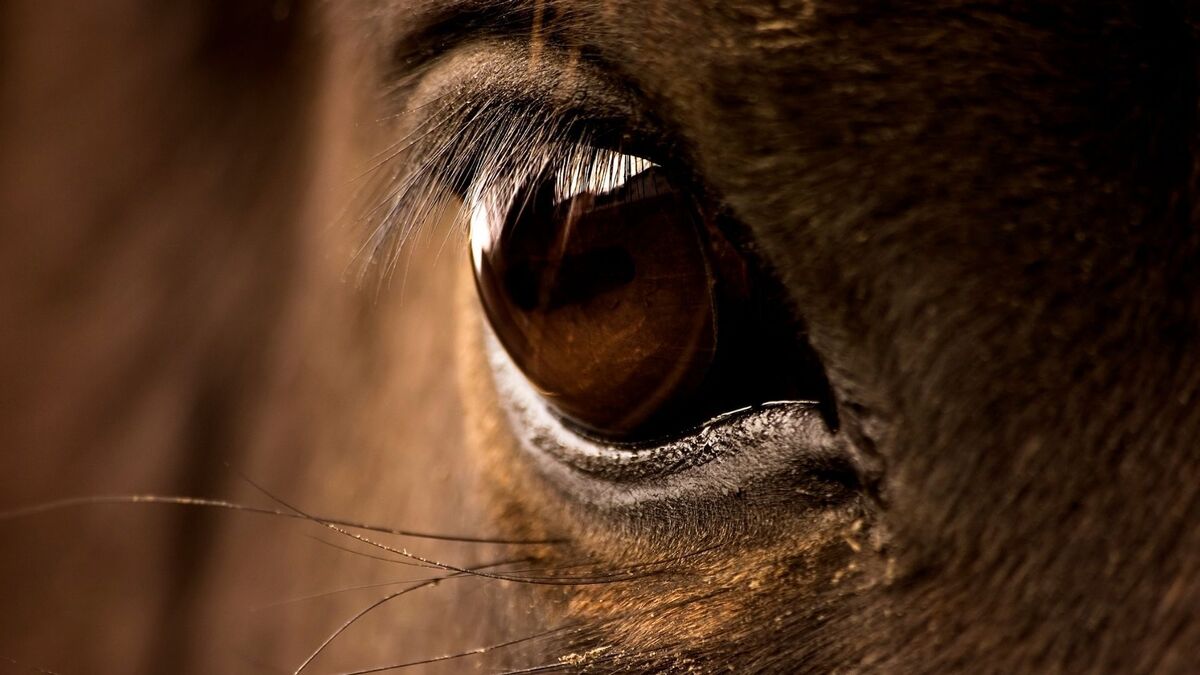 Olho de cavalo.