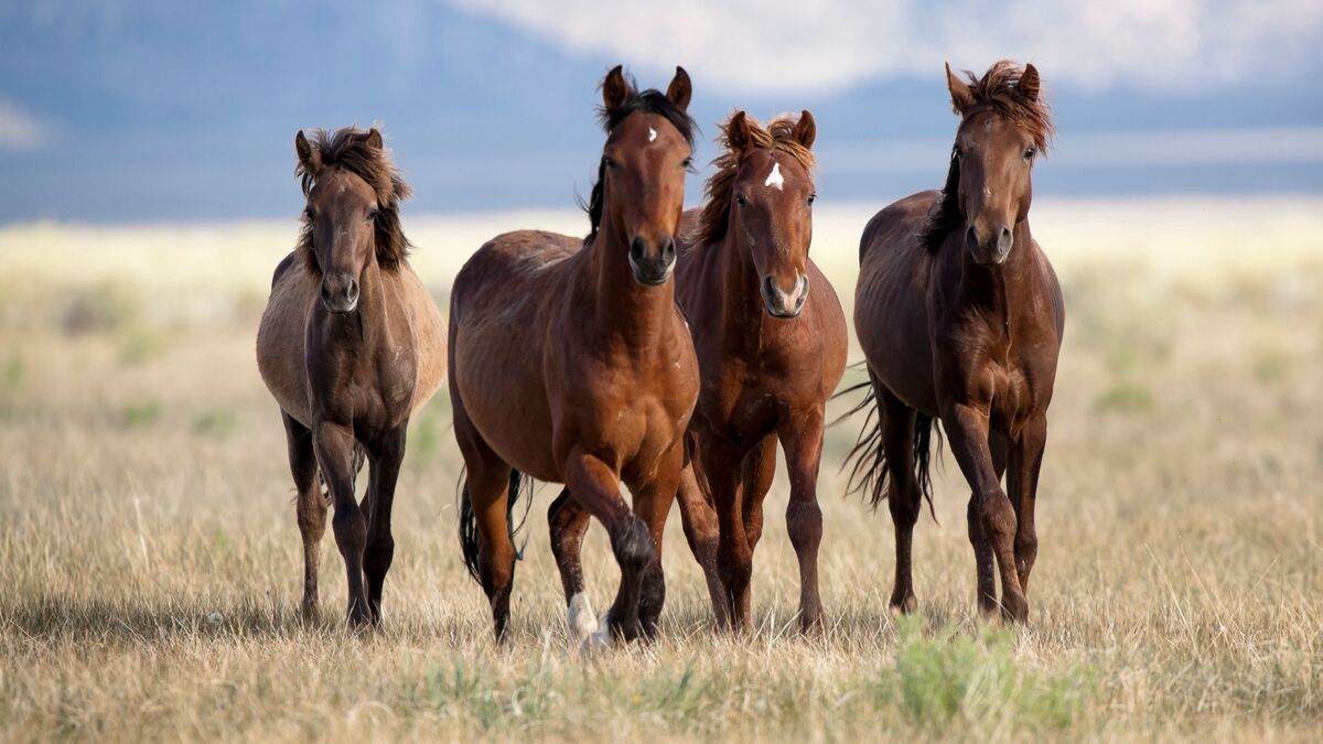Quatro cavalos parados no campo.