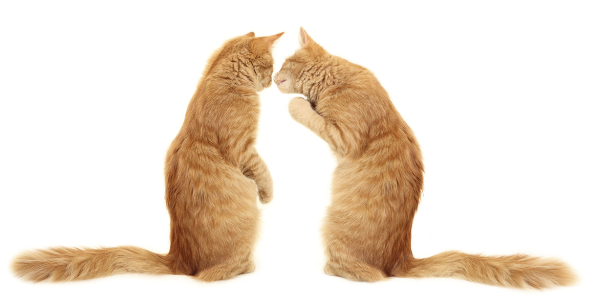 Dois gatos se beijando.