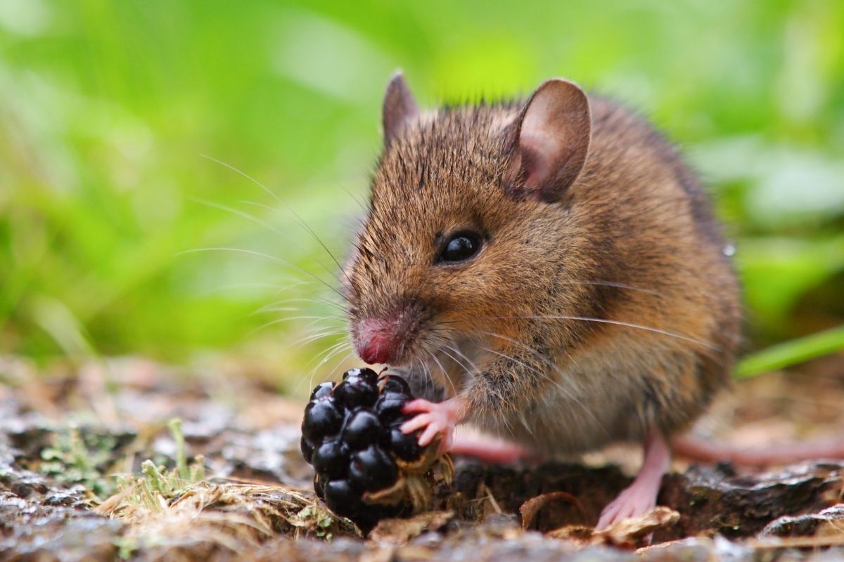 Rato comendo uma amora