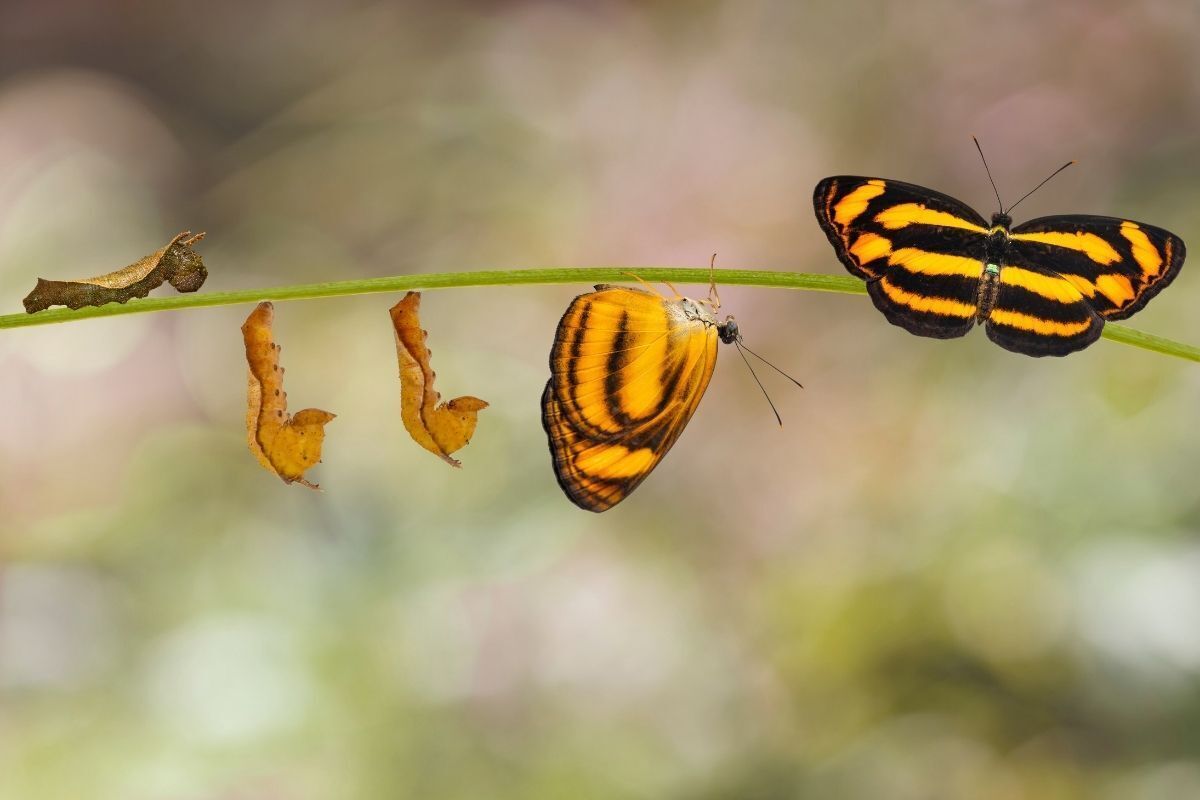 Ilustração das borboletas e a sua mudança desde o casulo até seu desenvolvimento