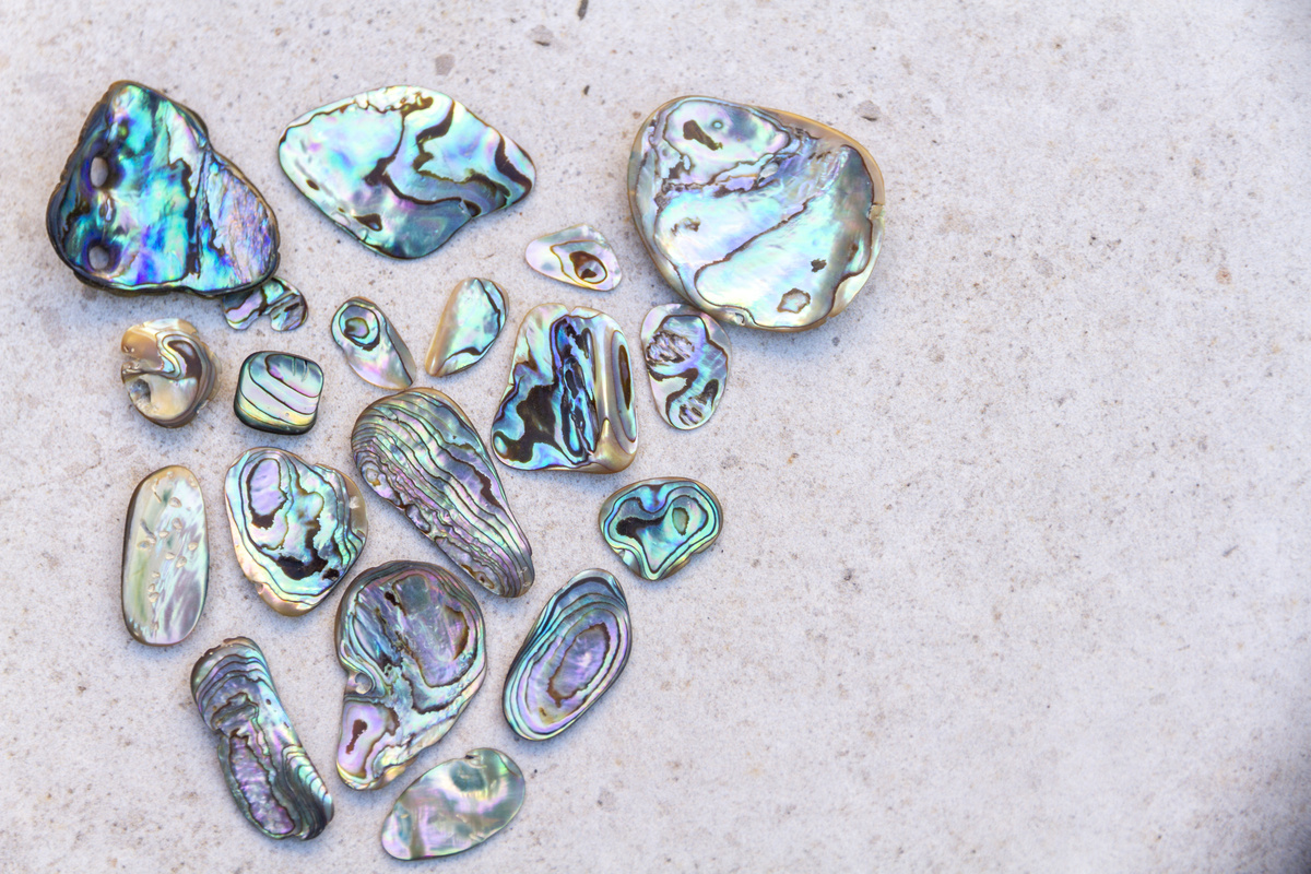Várias pedras de Abalone de vários tamanhos diferentes