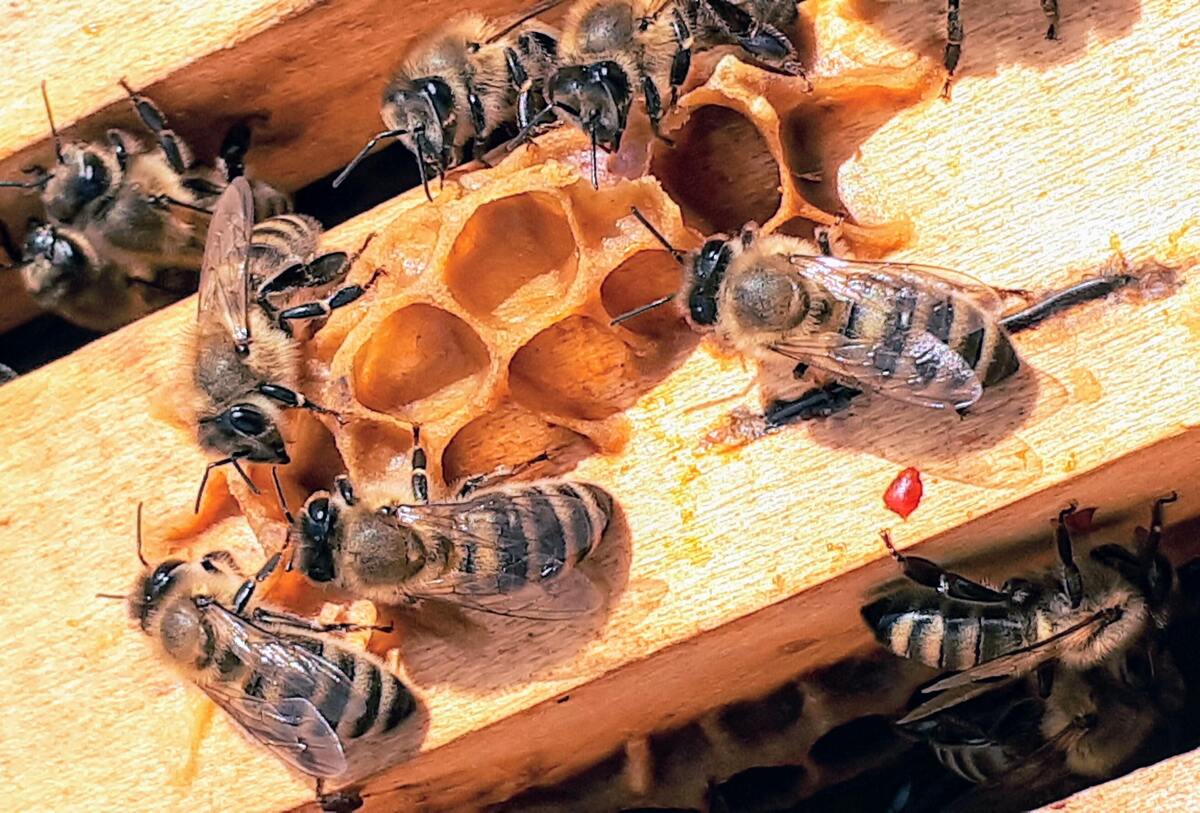 Colmeia de abelhas.