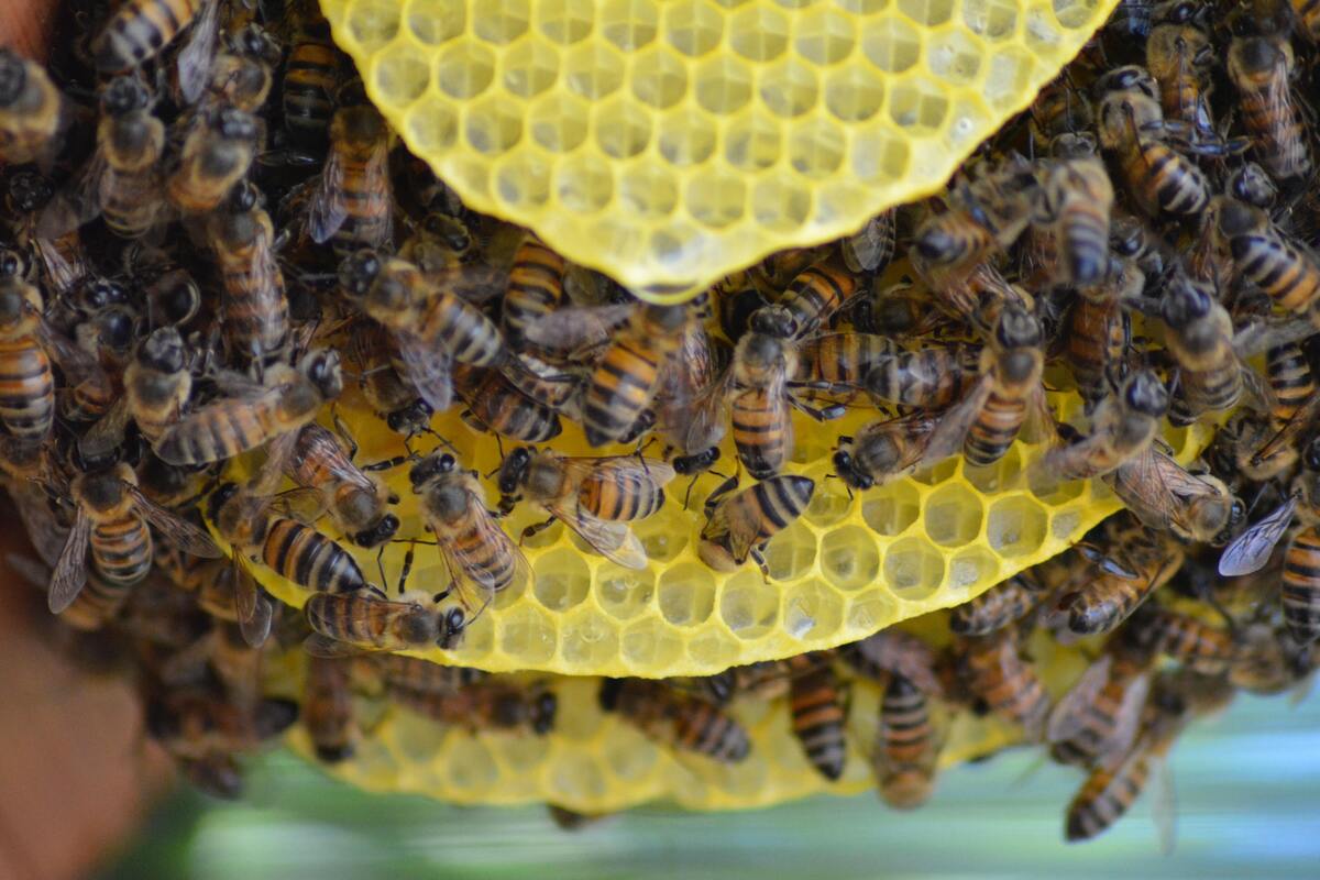 Colmeia de abelhas.