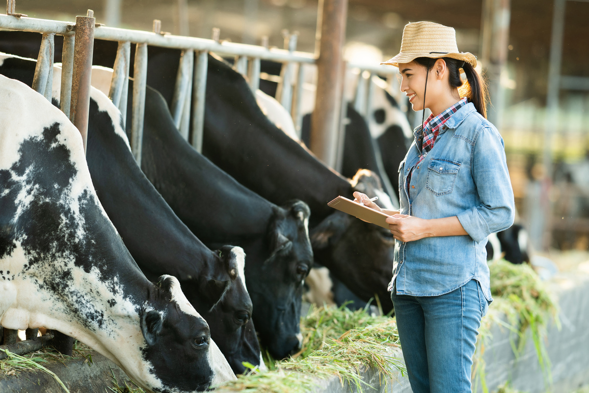 Mulher de chapéu cuidando de vacas em sítio. 