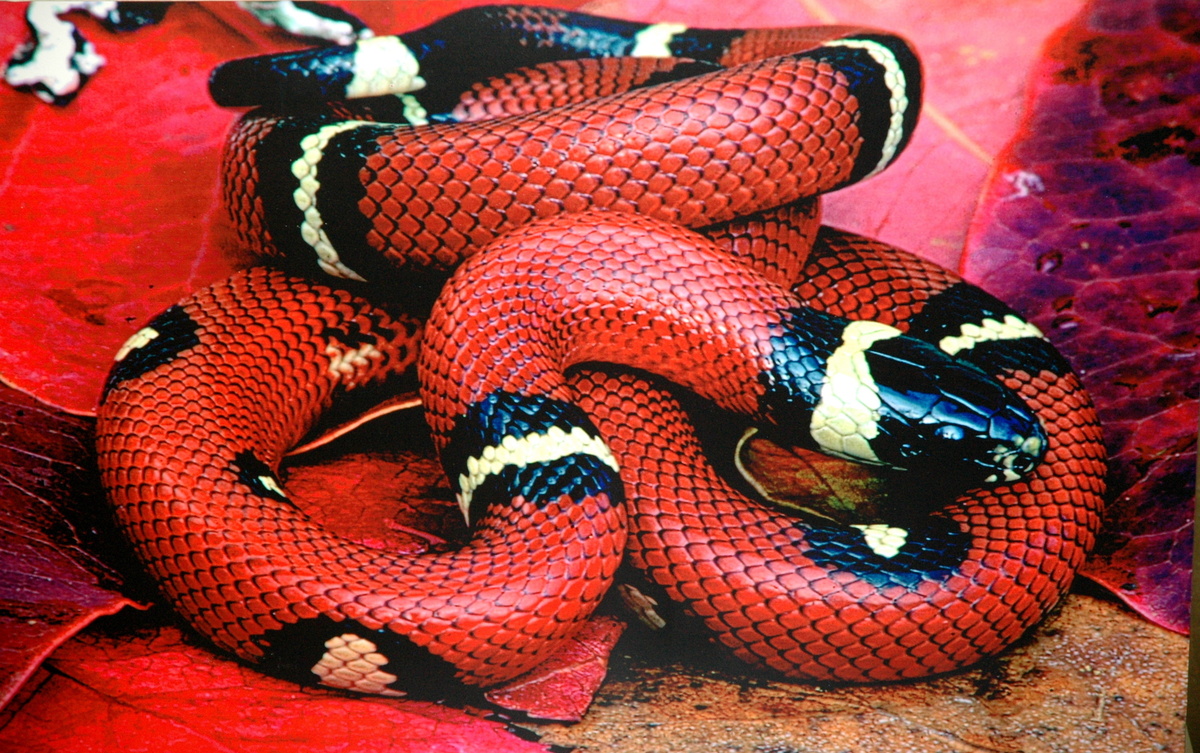 Cobra preta e vermelha.