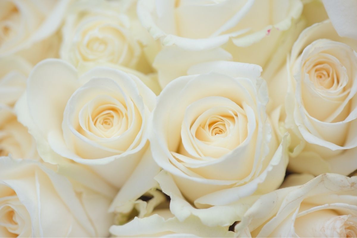 Lindas rosas brancas