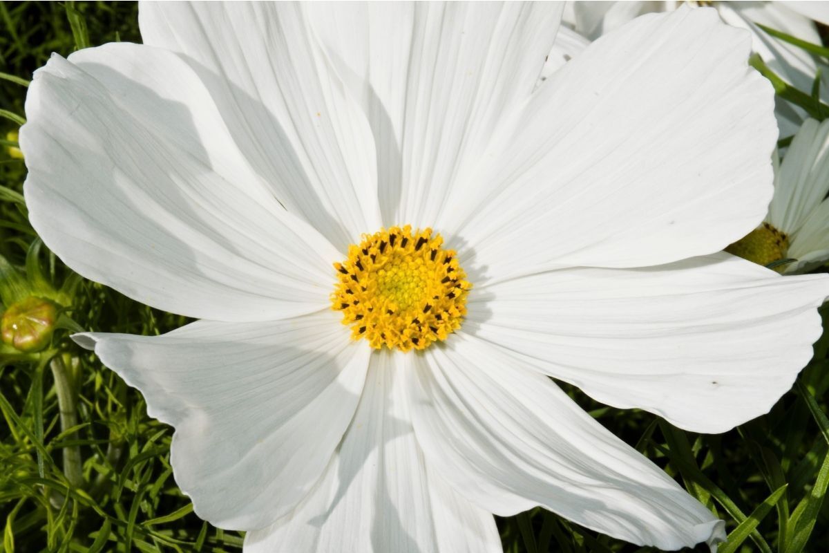 Flor branca grande