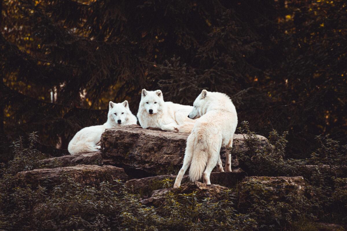 Lobos deitados em pedras.