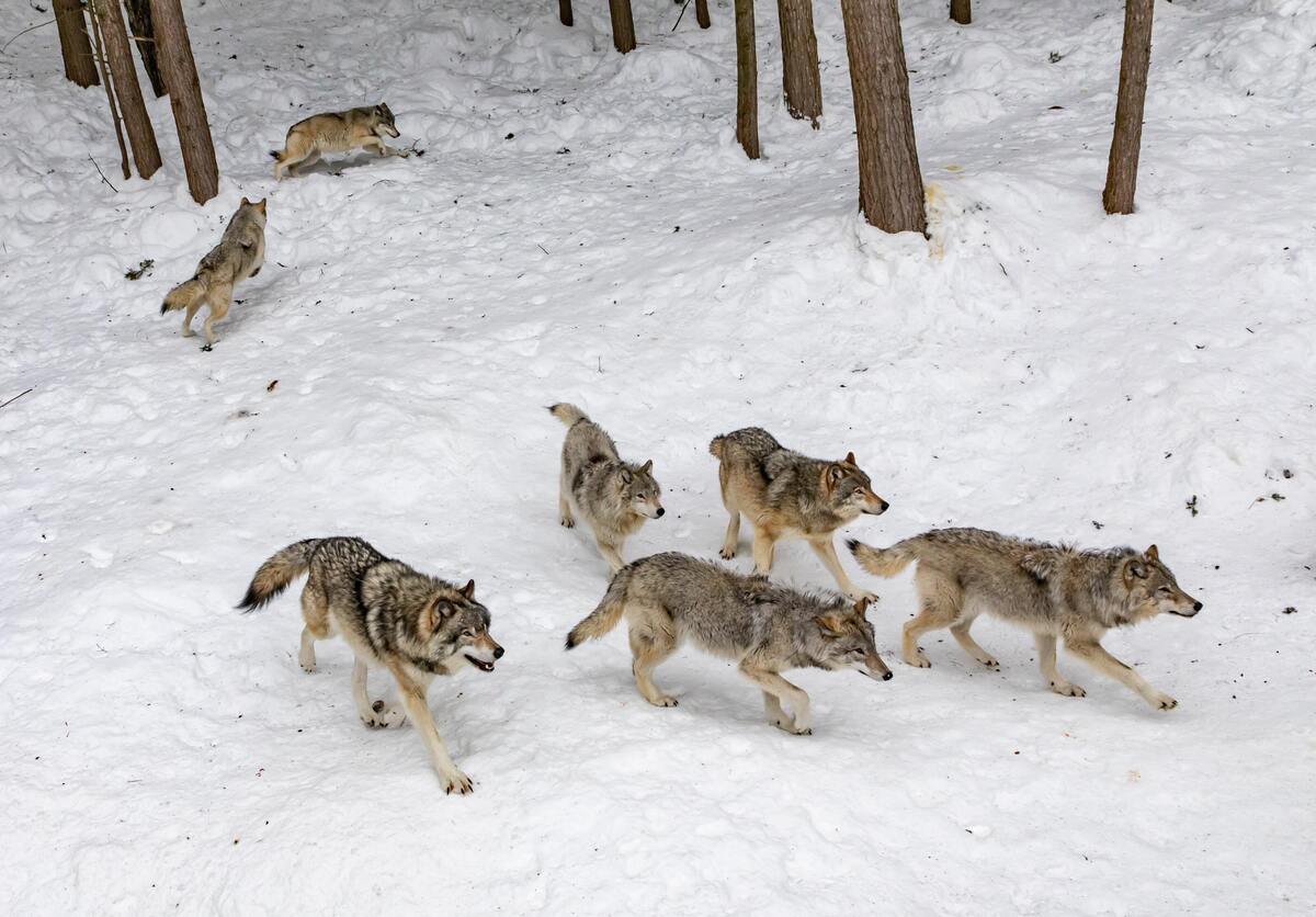 Lobos andando na neve.