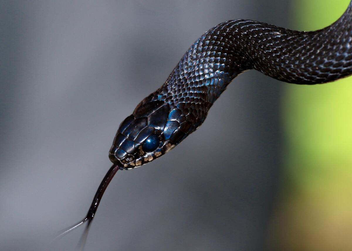 O que significa sonhar com cobra voando? Verde, amarela, coral e mais!