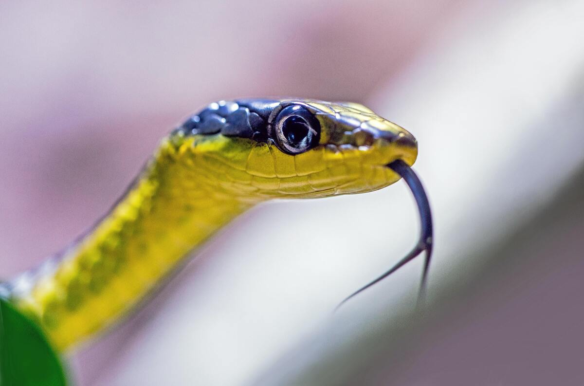 O que significa sonhar com cobra voando? Verde, amarela, coral e mais!