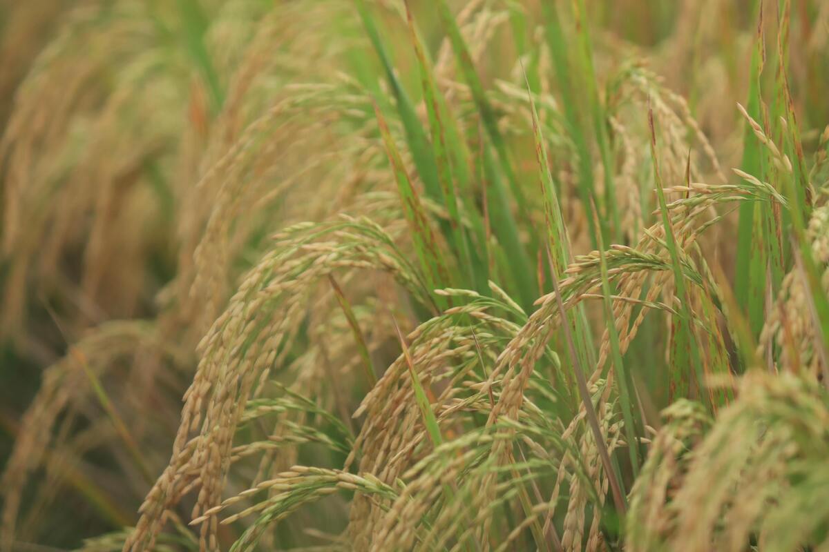 Plantação de arroz.