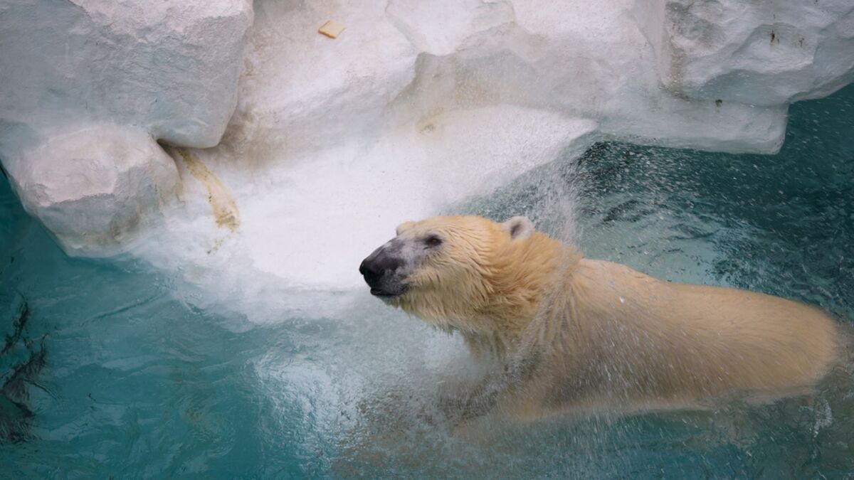 Urso polar dentro da água.