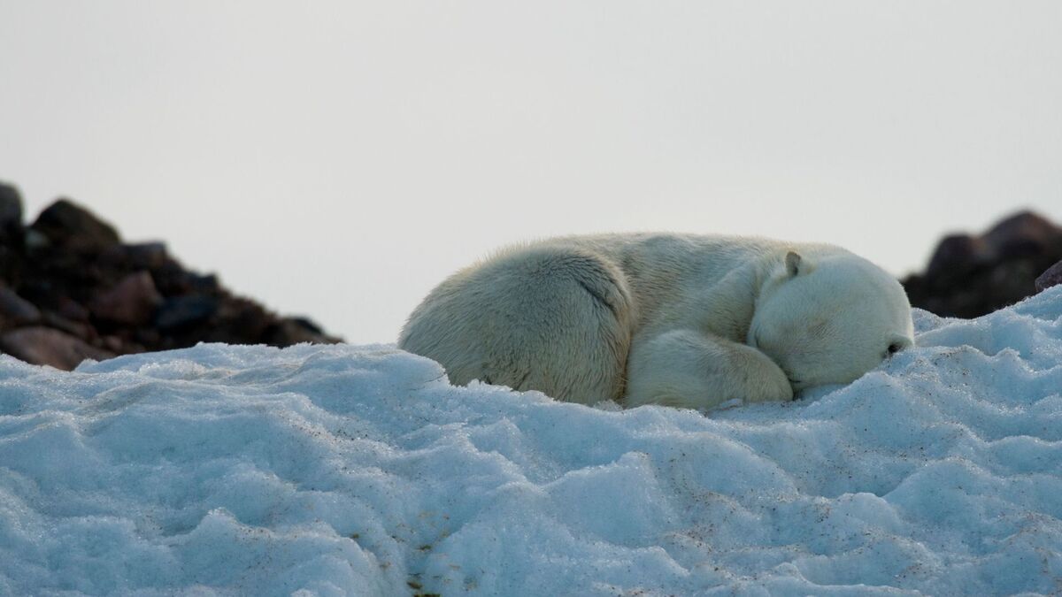 Urso polar dormindo na neve.