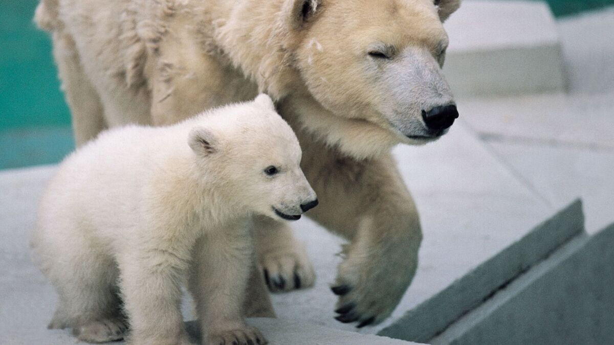 Urso polar e um filhote.