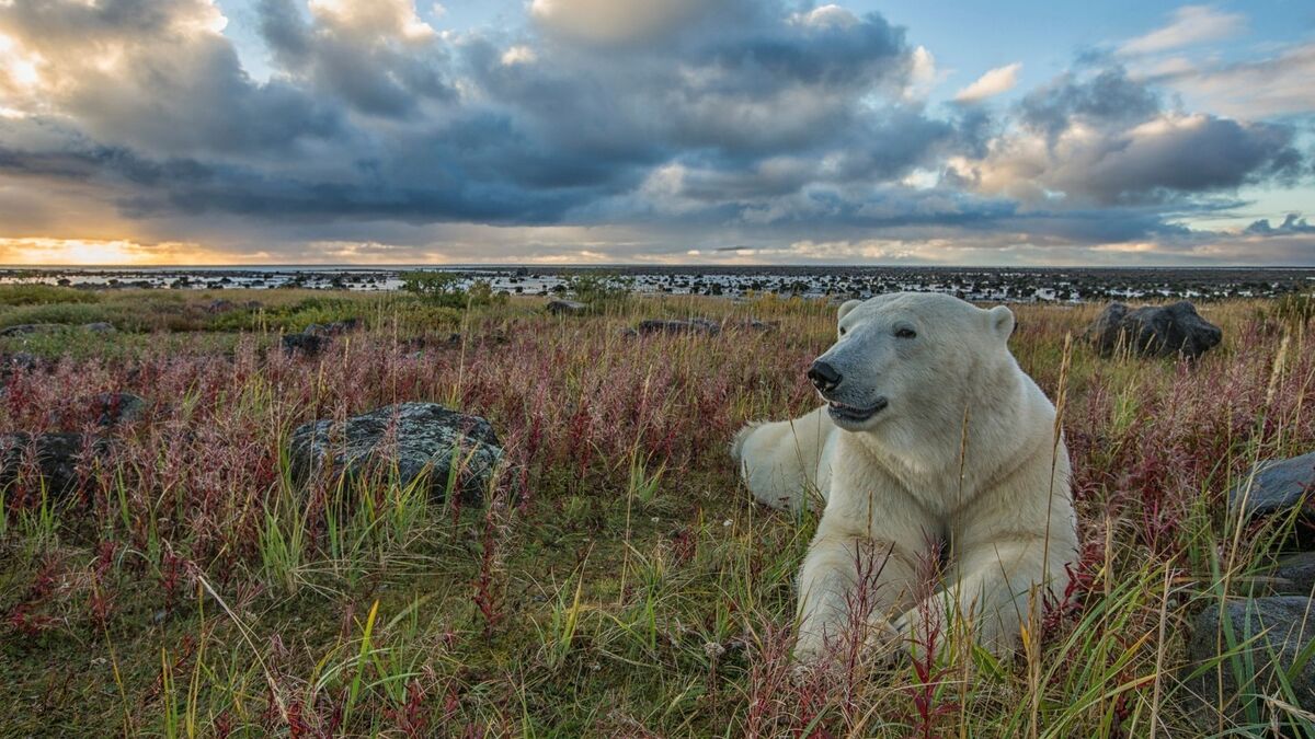 Urso polar deitado no mato.