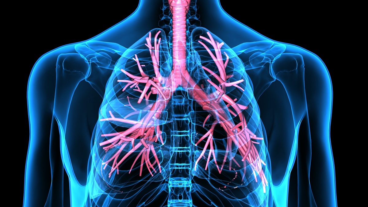Ilustração do sistema respiratório 