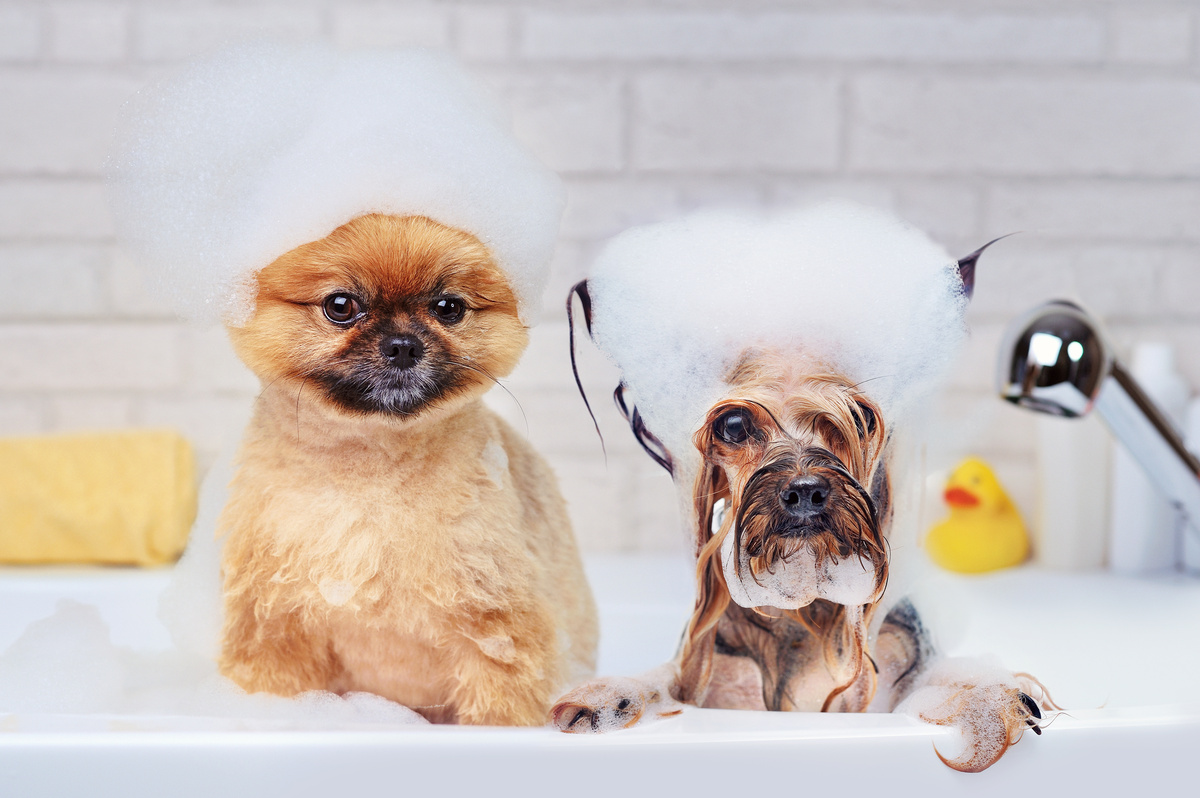 Dois cachorros em uma banheira com shampoo