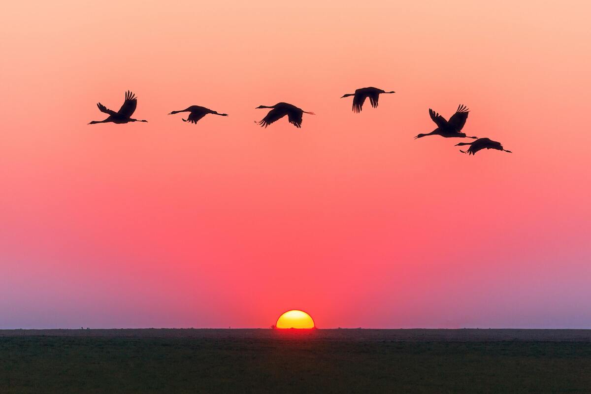 Os Pássaros voando ao pôr do sol